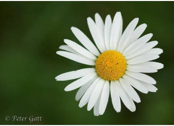 Macro photograph of a daisy - Photography 101 - BY Peter Gatt School of Photography