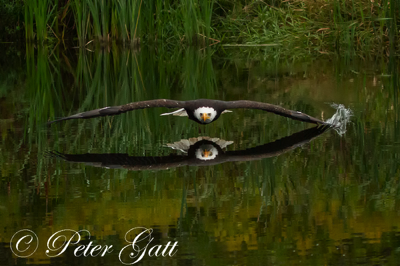 Bald Eagle Glide - schoolofphotogrphy.ca