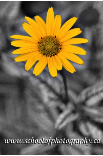 School of Photography.ca - Flower - Photoshop 101