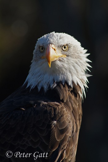 Bald Eagle - Schoolofphotography.ca